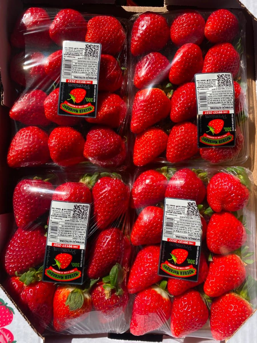 Morango premium