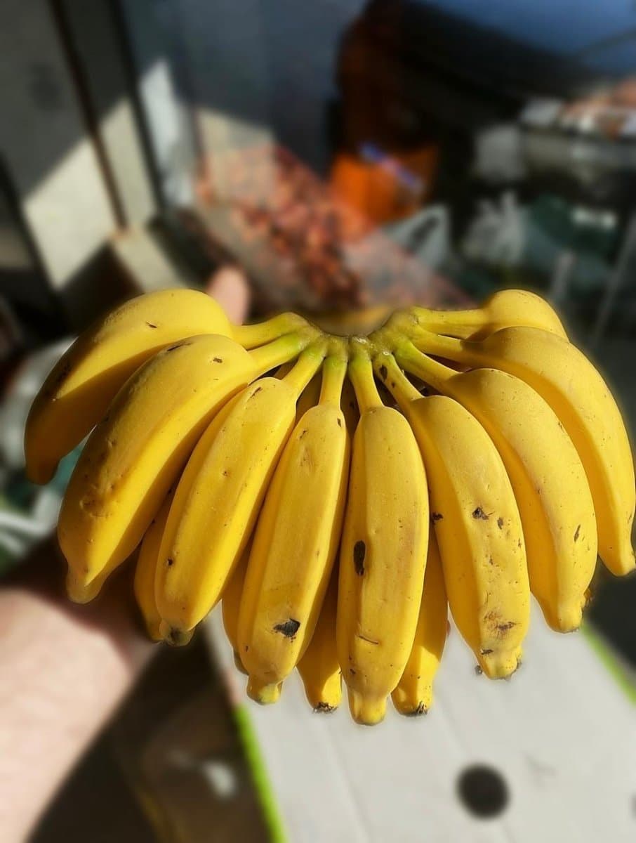 Banana branca