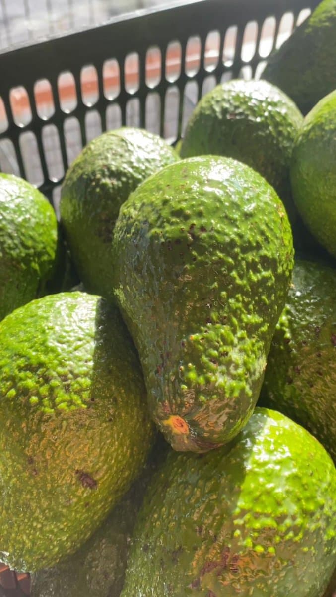 Avocado