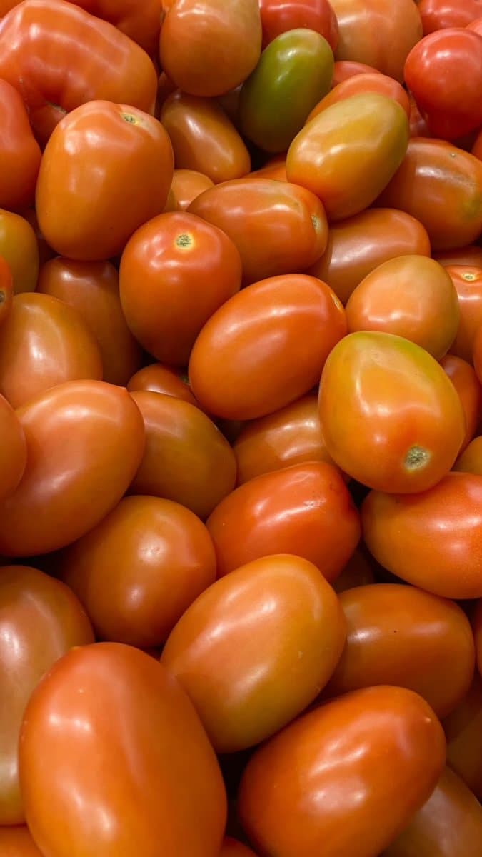 Tomate italiano