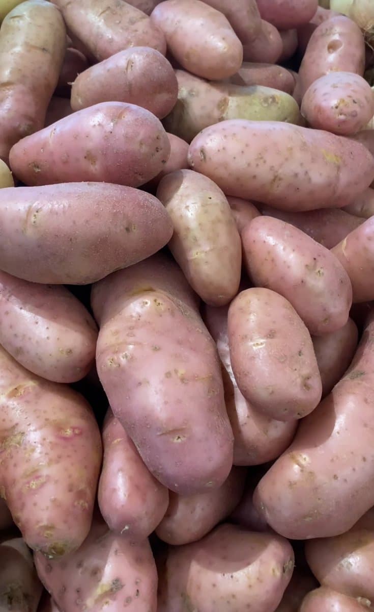 Batata inglesa rosa