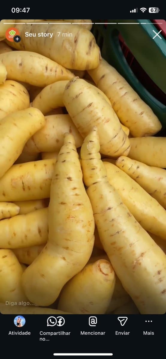 Batata aipo